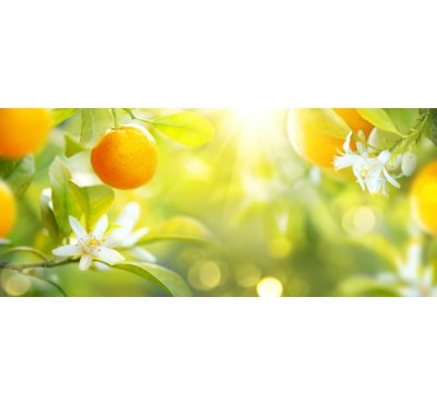 Náplň do osvěžovače POD, SOLO, DUAL - Citrusové plody