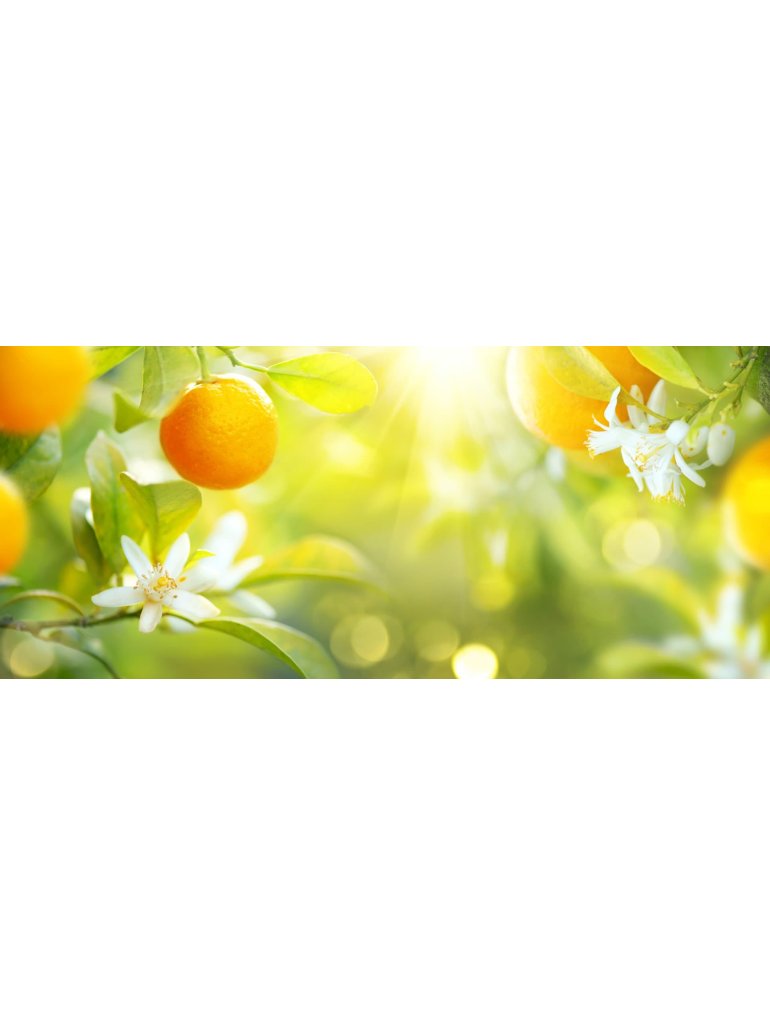 Náplň do osvěžovače POD, SOLO, DUAL - Citrusové plody