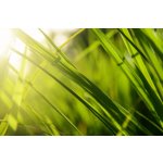 Náplň do osvěžovače POD, SOLO, DUAL - Citronová tráva