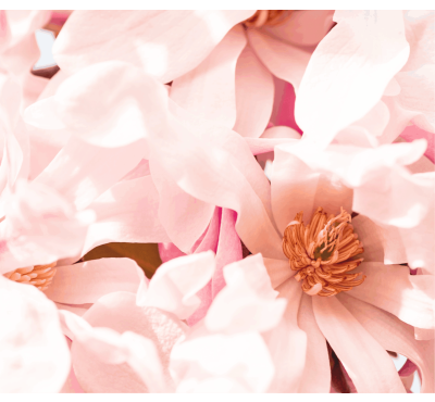 Náplň do osvěžovače POD, SOLO, DUAL - Drcené okvětní lístky