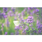 Náplň do osvěžovače POD, SOLO, DUAL - Levandule