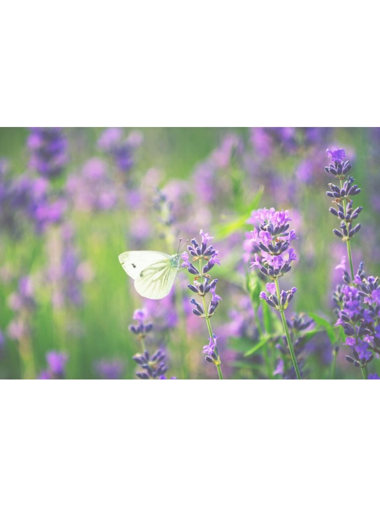 Náplň do osvěžovače POD, SOLO, DUAL - Levandule