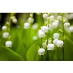 Náplň do osvěžovače POD, SOLO, DUAL - Lilie