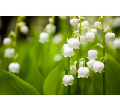 Náplň do osvěžovače POD, SOLO, DUAL - Lilie