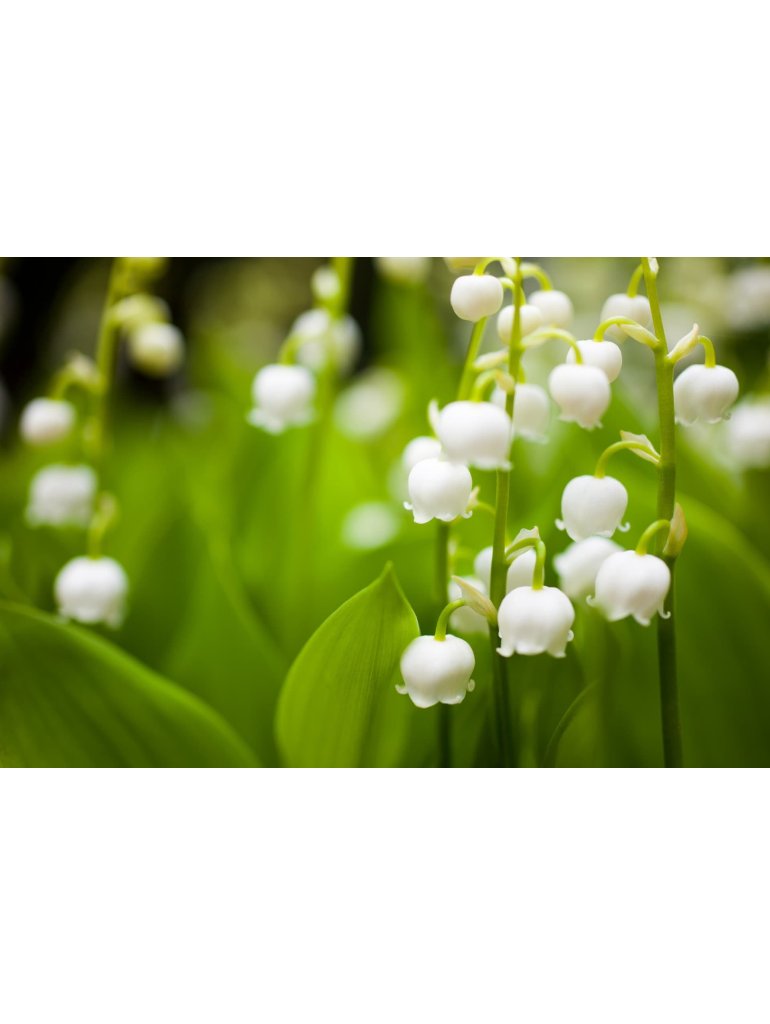 Náplň do osvěžovače POD, SOLO, DUAL - Lilie