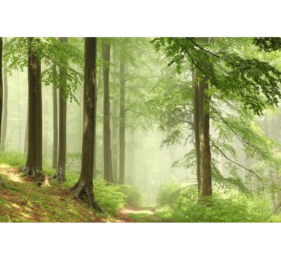 Náplň do osvěžovače POD, SOLO, DUAL - Vůně lesa