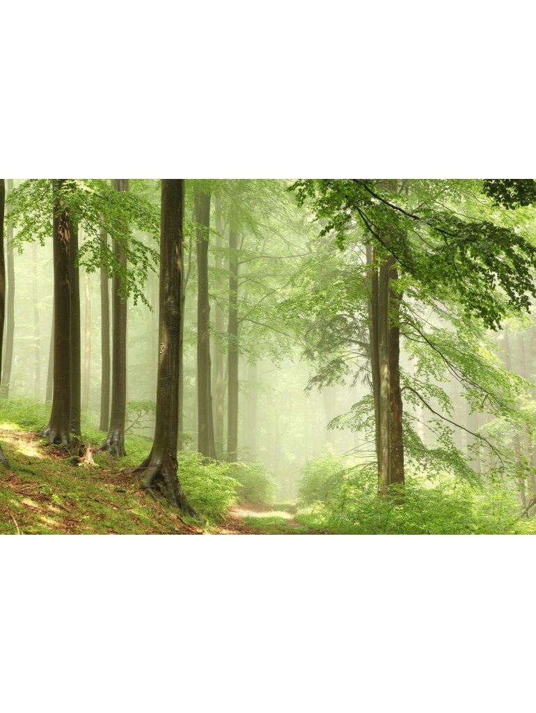 Náplň do osvěžovače POD, SOLO, DUAL - Vůně lesa