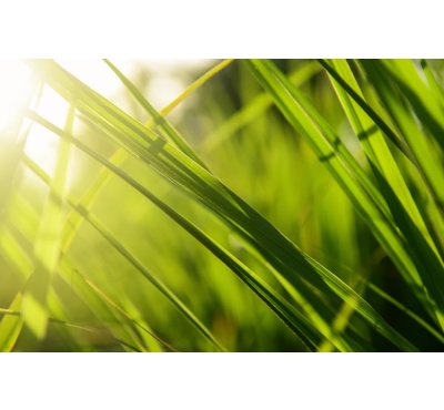 Náplň do osvěžovače HYscent F5 - Citrónová tráva s limetkou