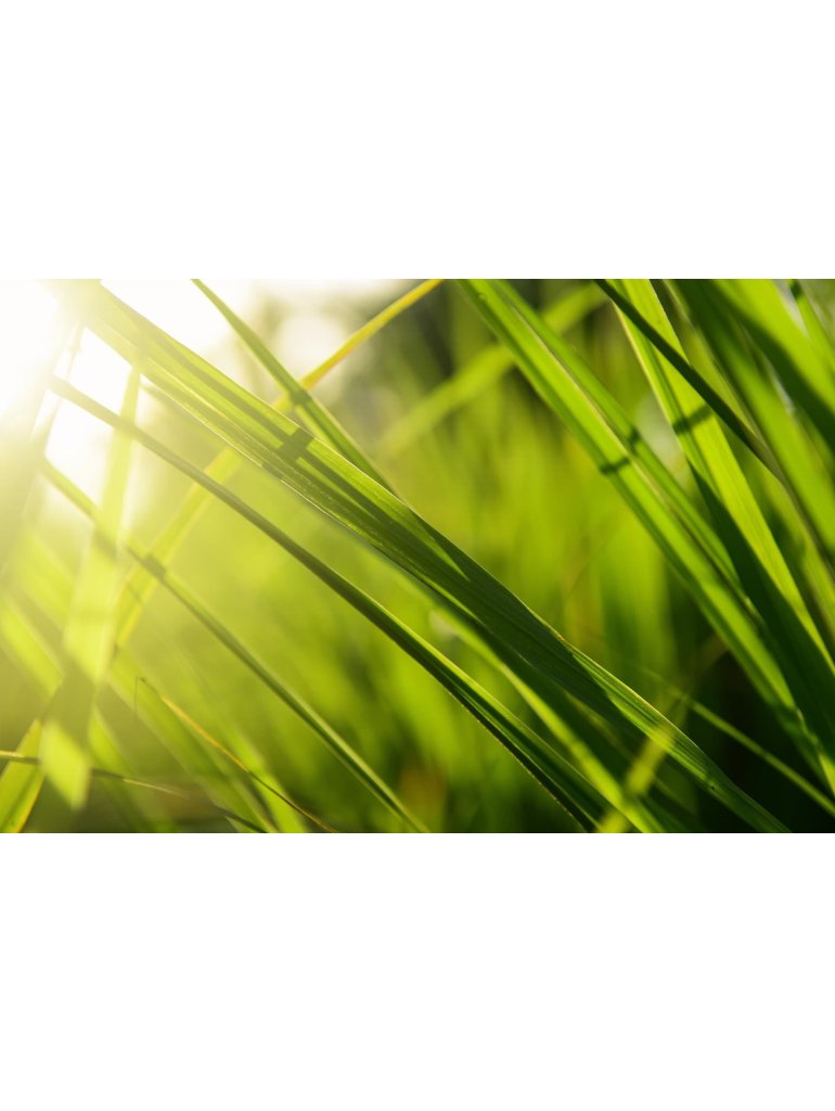 Náplň do osvěžovače HYscent F5 - Citrónová tráva s limetkou