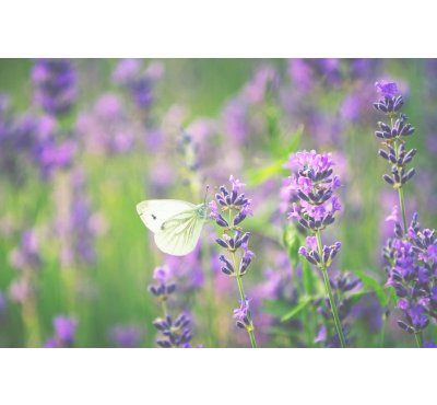 Náplň do osvěžovače HYscent F5 - Levandule