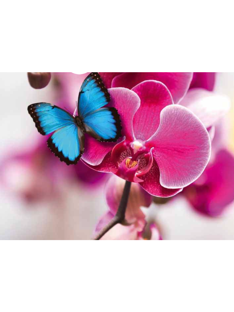 Náplň do osvěžovače POD, SOLO, DUAL - Paradise Nectar