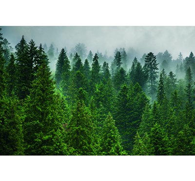 Náplň do osvěžovače HYscent F5 - Svěží vůně lesa