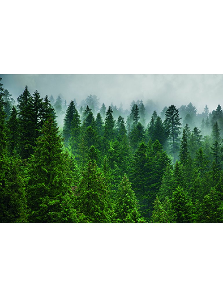 Náplň do osvěžovače HYscent F5 - Svěží vůně lesa